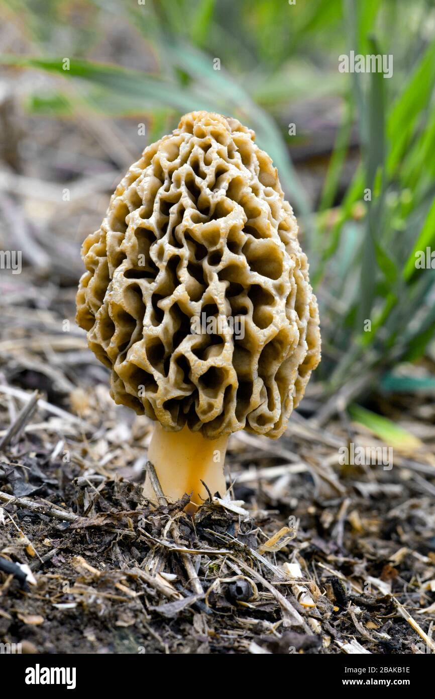 Gelber Morel. Morchella esculenta, wächst in den Pocono Mountains von Pennsylvania Stockfoto