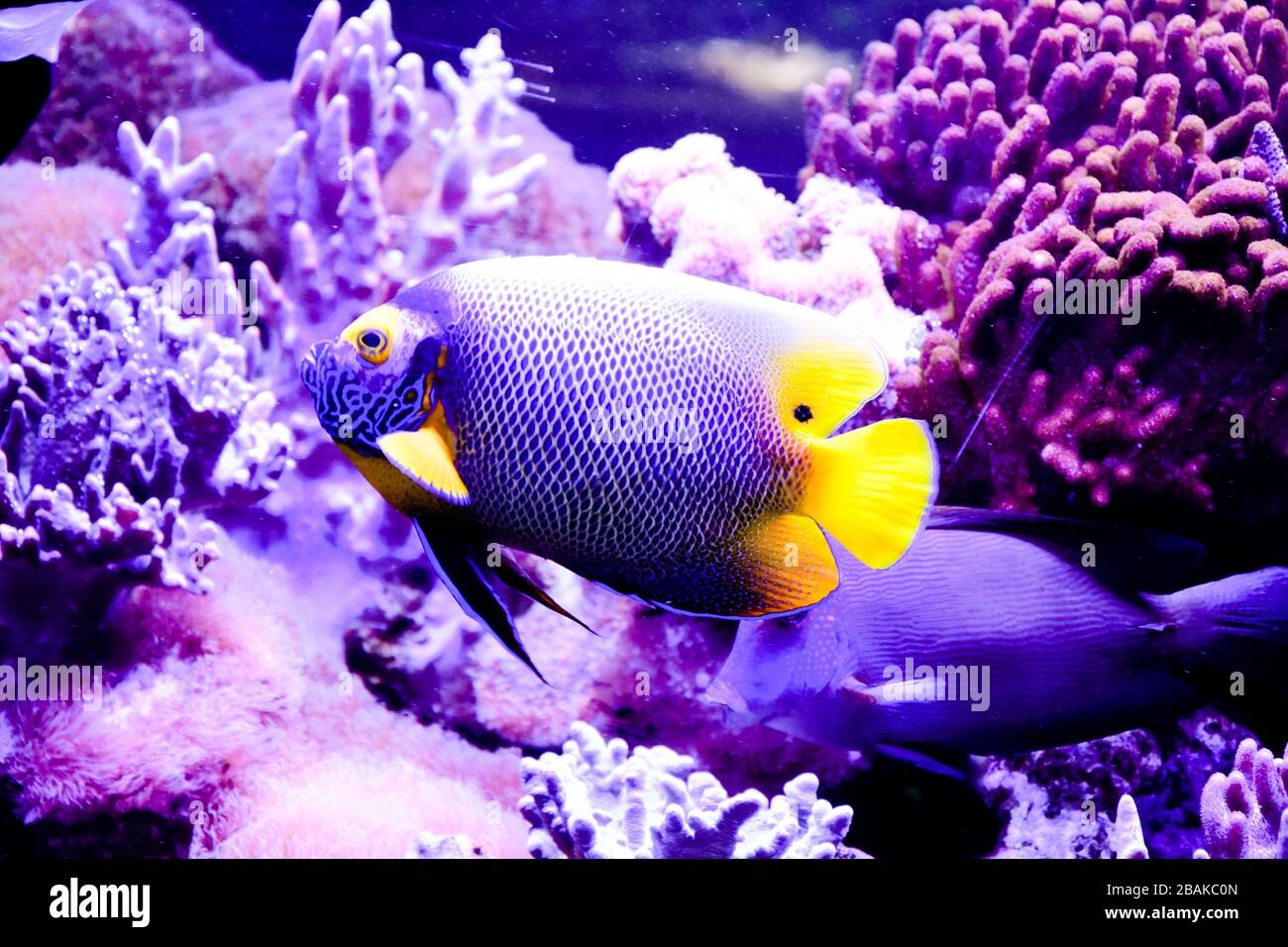 Pomacanthus xanthometopon, der Blauflügelfisch oder der Gelbgesangangelfisch aus dem Indopazifik Stockfoto