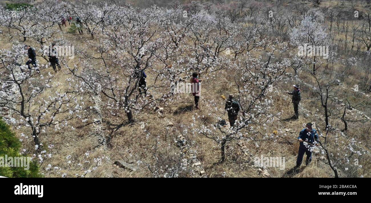 Linyi, Chinas Provinz Hebei. März 2020. Bauern bestäuben Blumen in Obstgarten im Baidazi Village im Kreis Zunhua in Tangshan, nordchinesische Provinz Hebei, 28. März 2020. Kredit: Liu Mancang/Xinhua/Alamy Live News Stockfoto