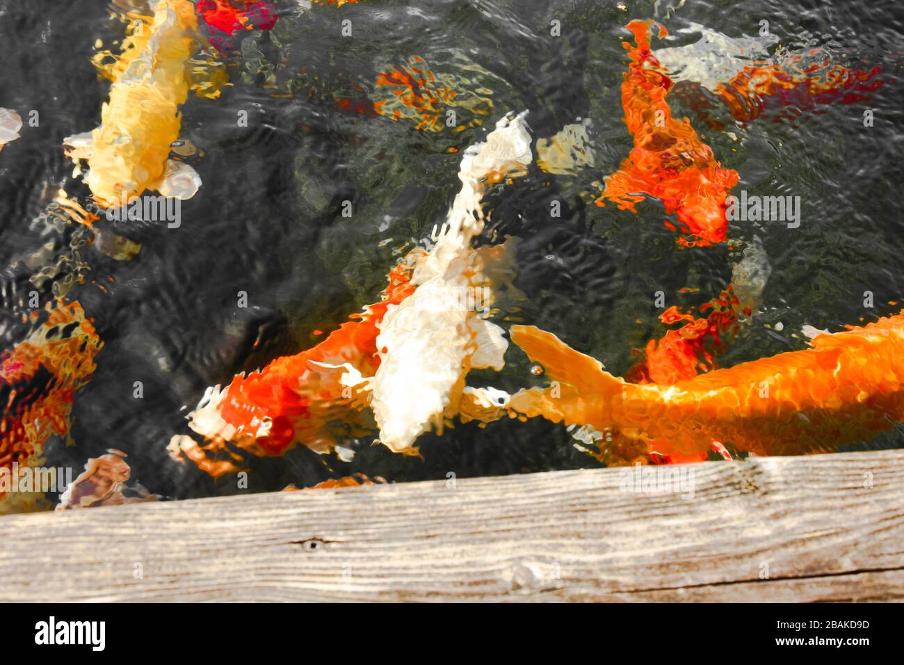 KOI Karpfen oder Nishikigoi. Farbige Sorten von Amur-Karpfen (Cyprinus rubrofuscus, Cyprinus carpio) Stockfoto