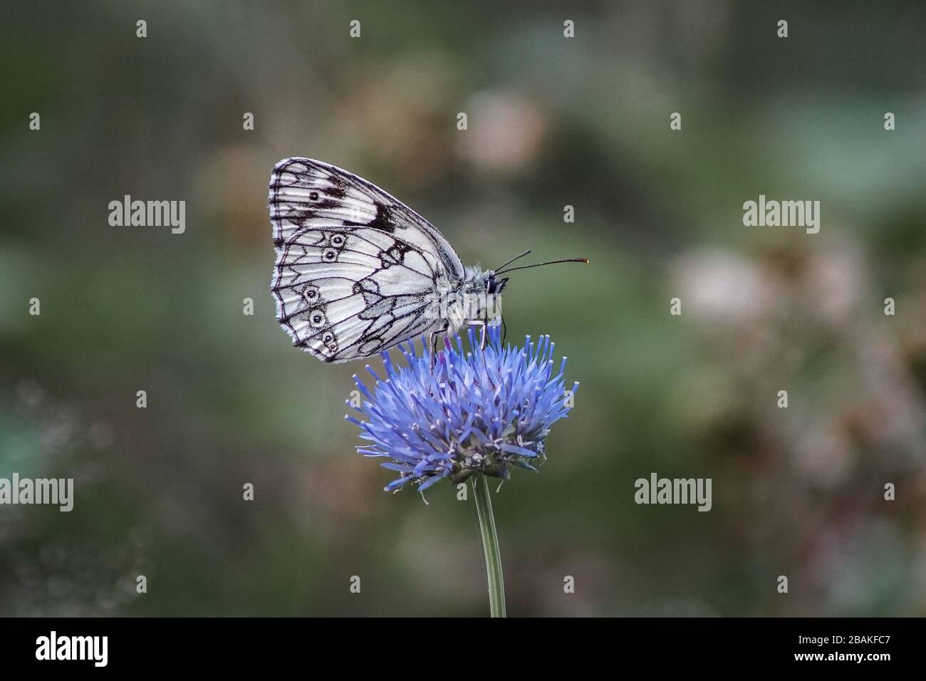 Makrofoto eines marmorierten weißen Schmetterlings (Melanargia galathea) auf einer blauen Blume Stockfoto