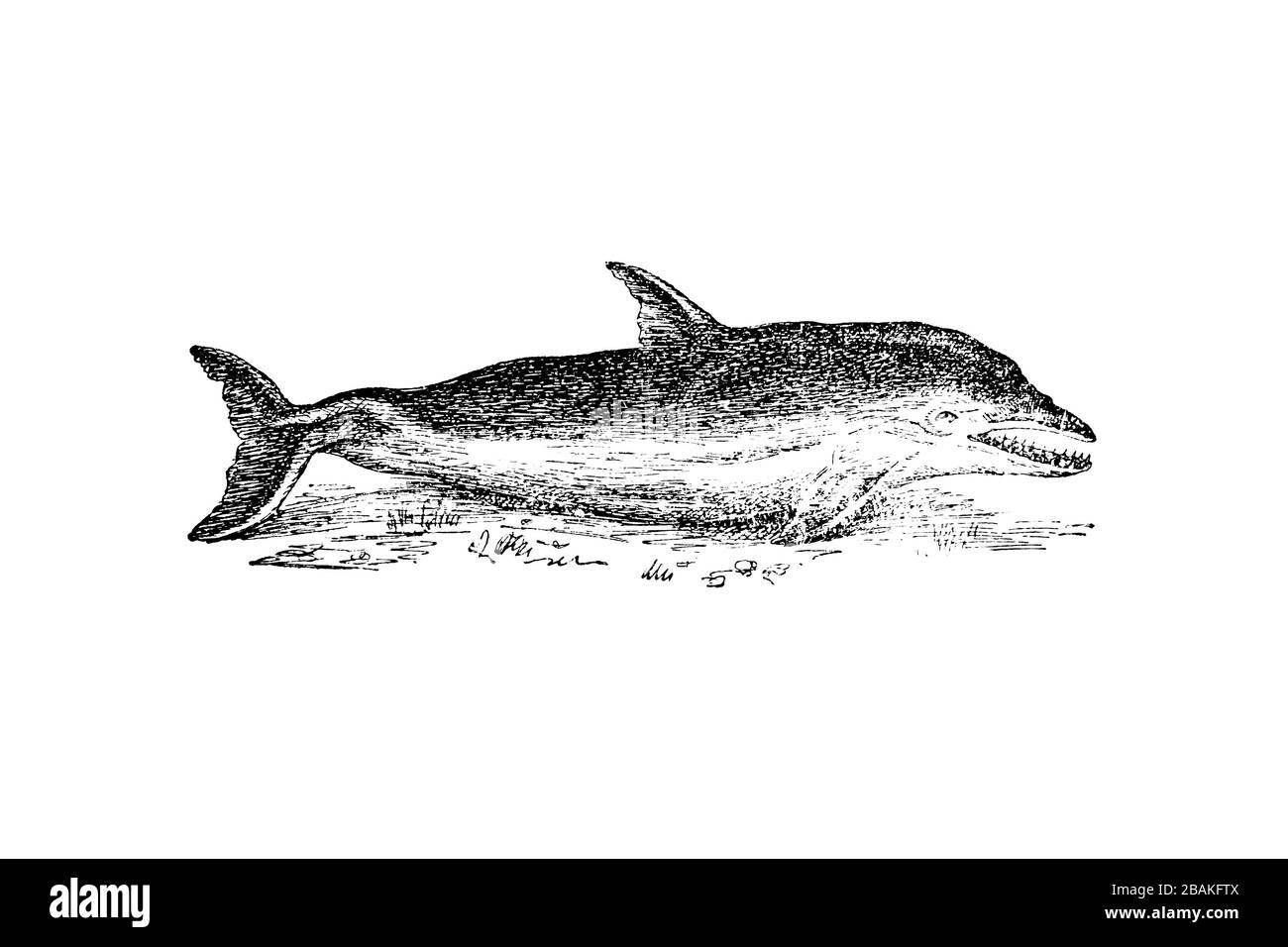 DELPHIN (Delphinus delphis) - gravierte Abbildung von Vettage, Vj Stockfoto