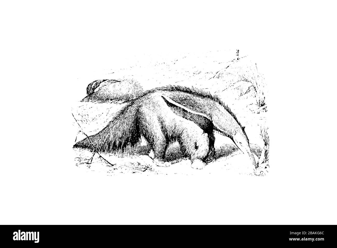 ANT BEAR (Myrmecophaga jubata) - gravierte Abbildung von Vintage, Vj Stockfoto