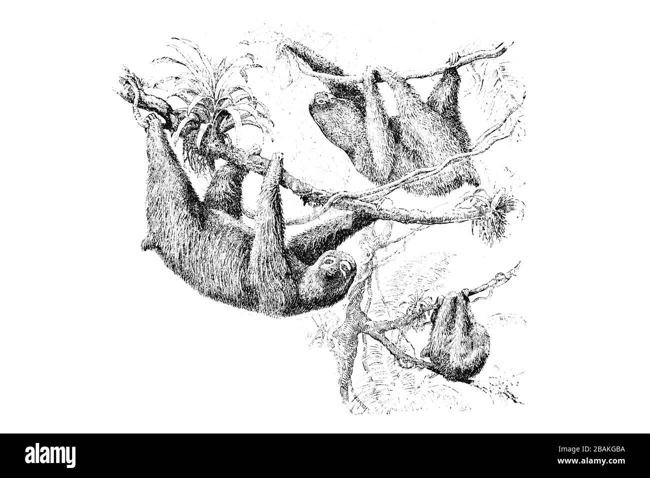 BLASSKEHLIGE FAULTIERE (Bradypus tridactylus) - eingravierte Abbildung von Vintage von 1889er Stockfoto