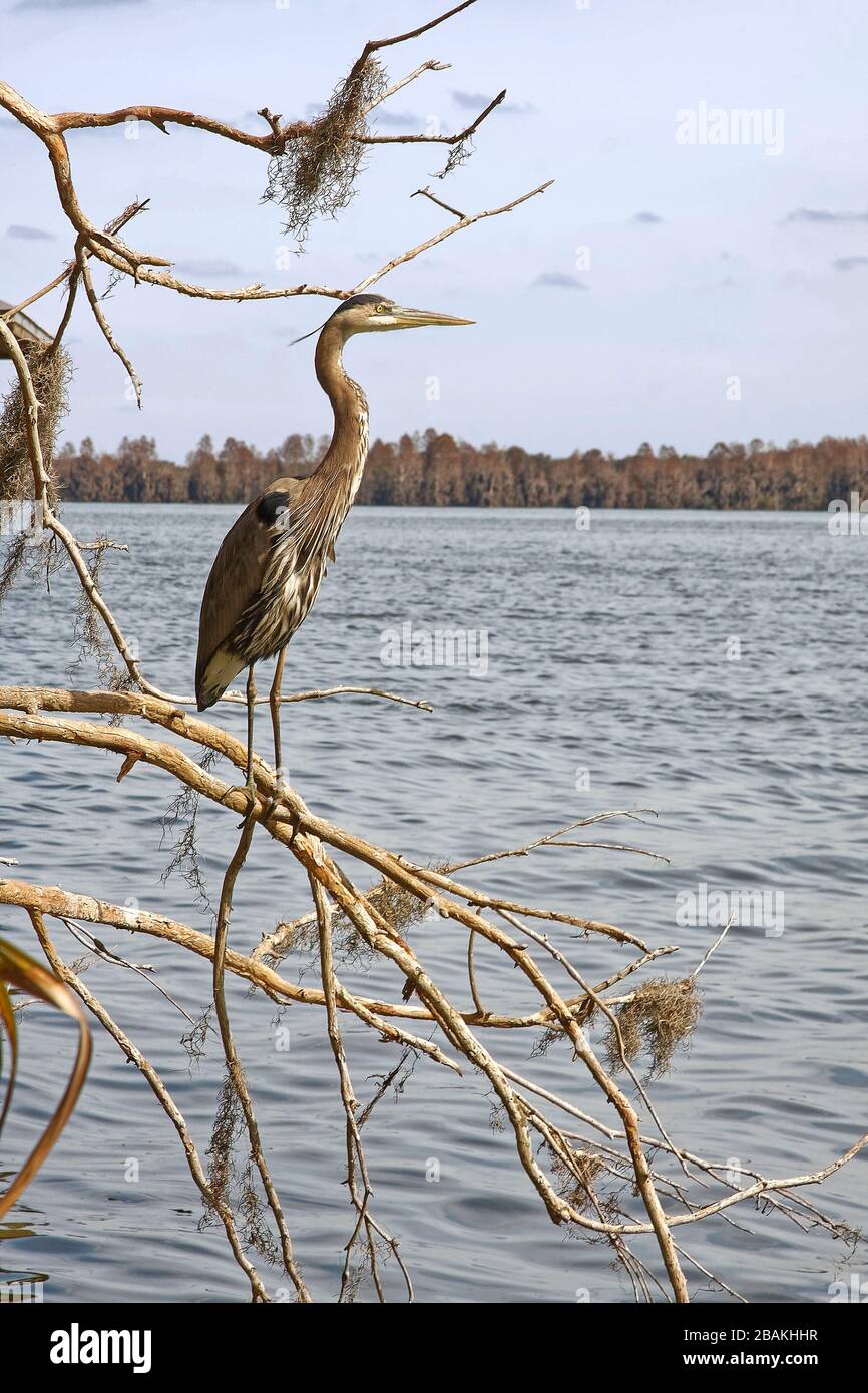 Großer blauer Reiher, Brutkleid, auf Baumzweig, Wasser, großer Vogel, Tier, Tierwelt, Natur; Seitenansicht, Ardea herodias, Kreis B Bar Reserve; Flor Stockfoto