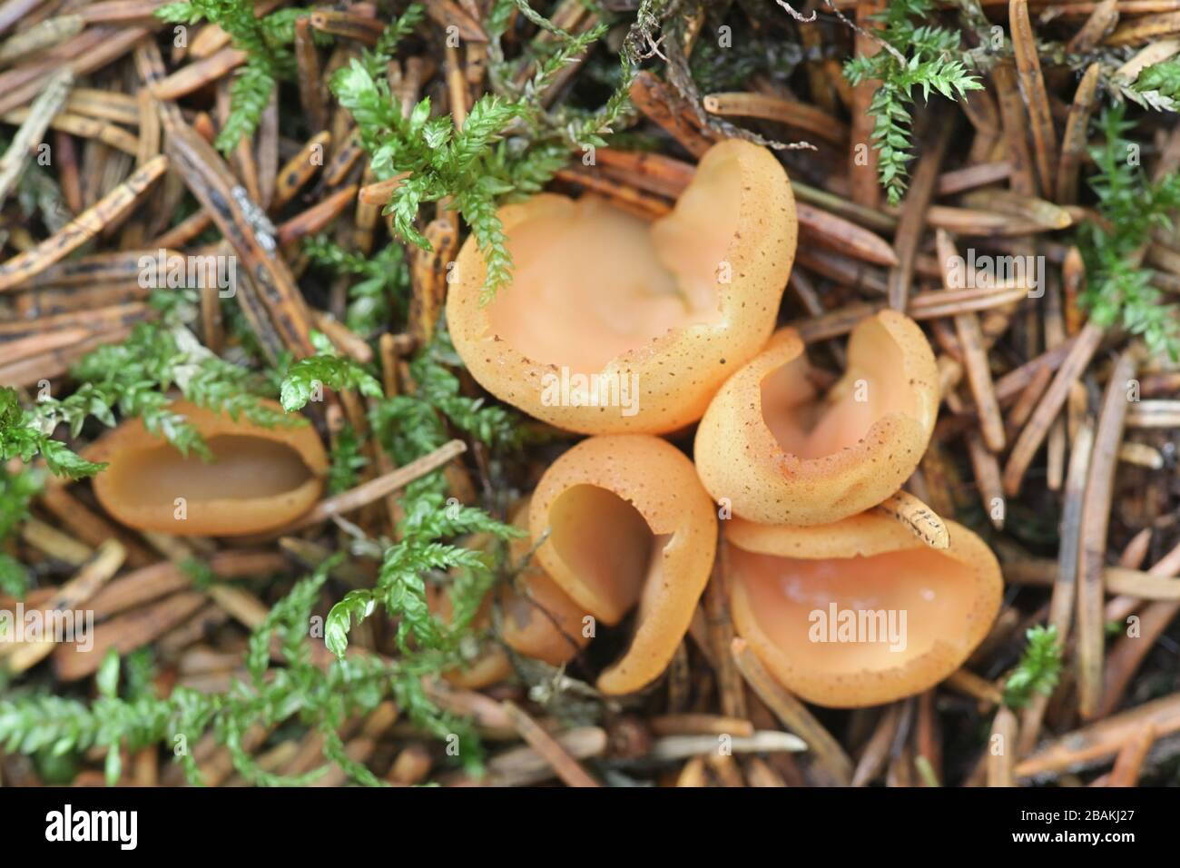 Kaninchen ohr pilz -Fotos und -Bildmaterial in hoher Auflösung – Alamy