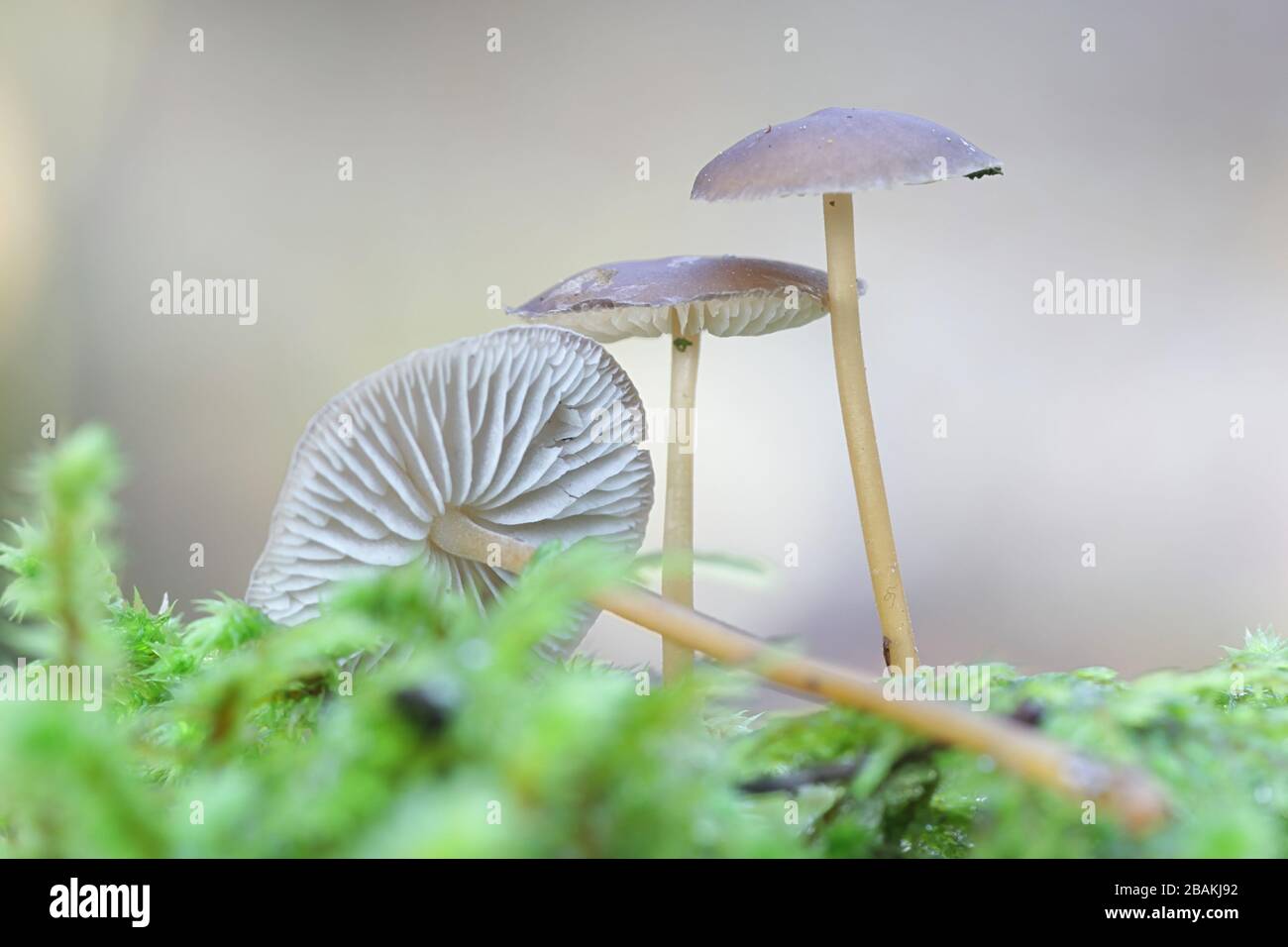 Strobilurus esculentus, wie sprucecone Kappe, essbare Pilze aus Finnland bekannt Stockfoto