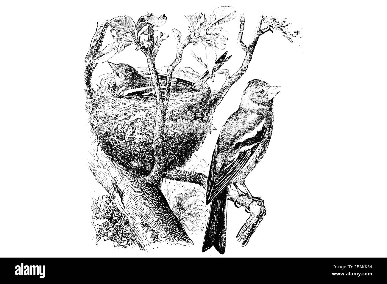 CHAFFINCH (Fringilla Coelebs) - gravierte Abbildung von Vettage, Vj Stockfoto