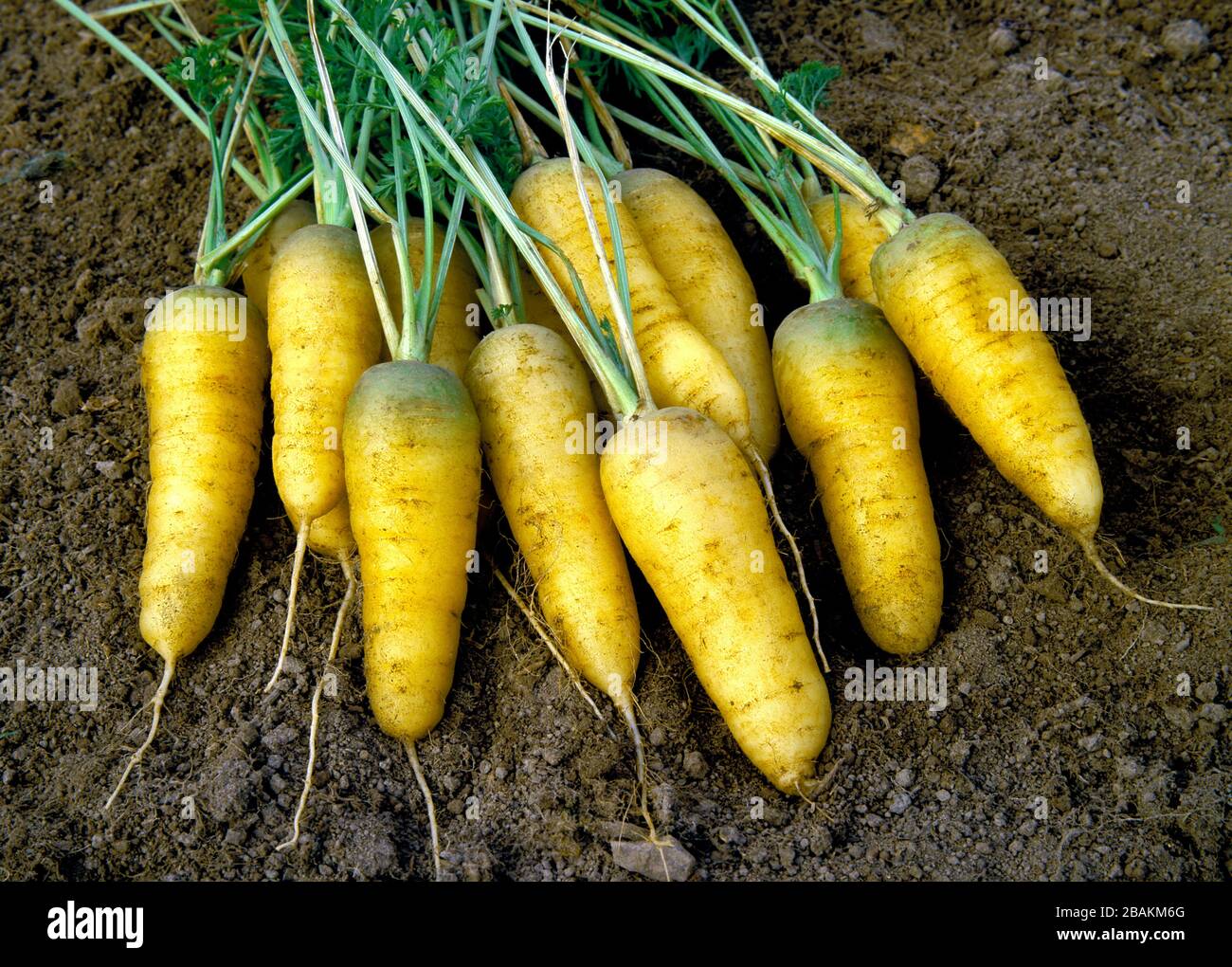 Karotte, 'Sweet Sunshine' Danus Carota, in einem Heimatgarten in Pennsylvania angebaut Stockfoto