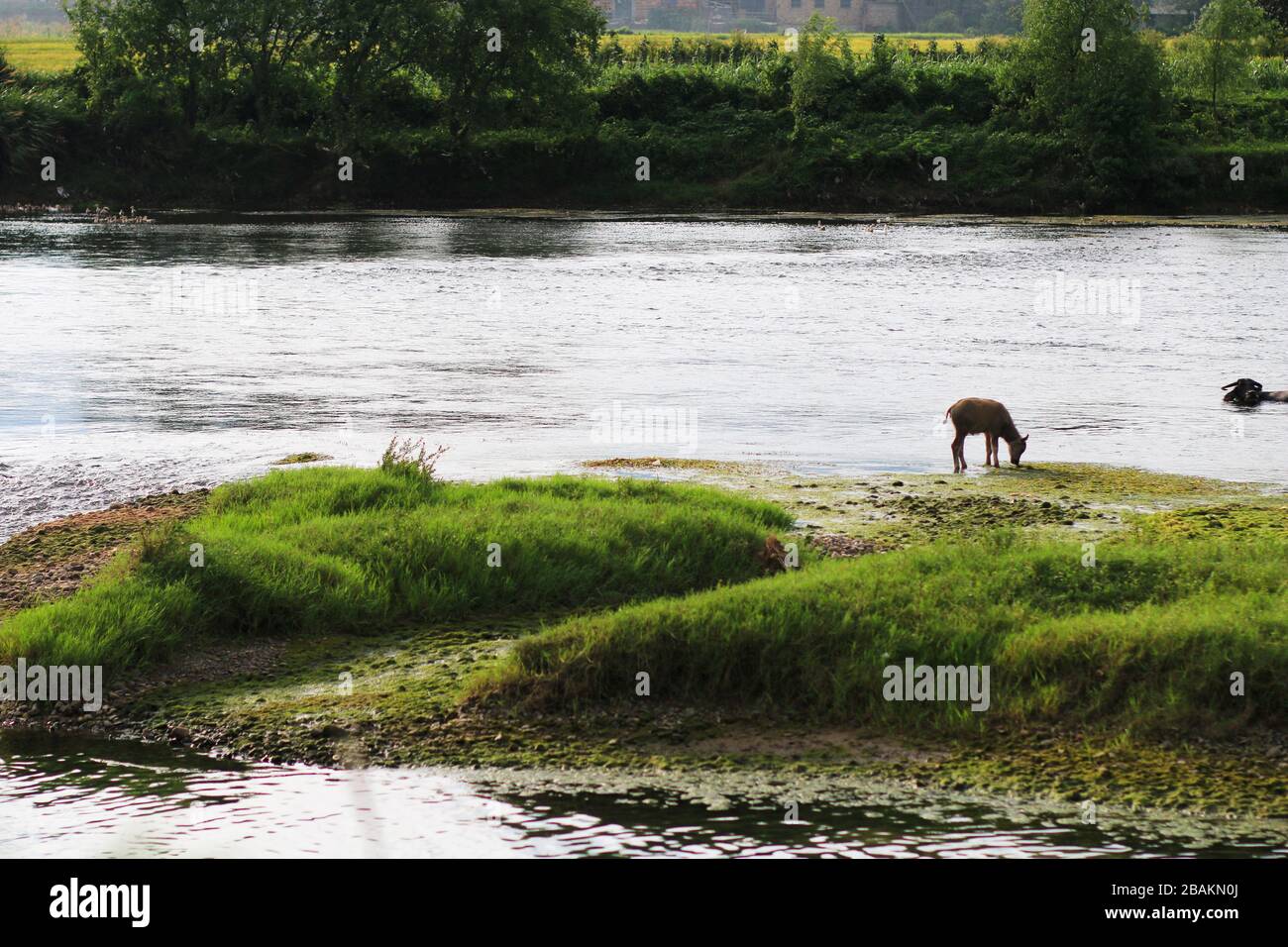 Eine Kuh, die im Fluss schwimmend Stockfoto