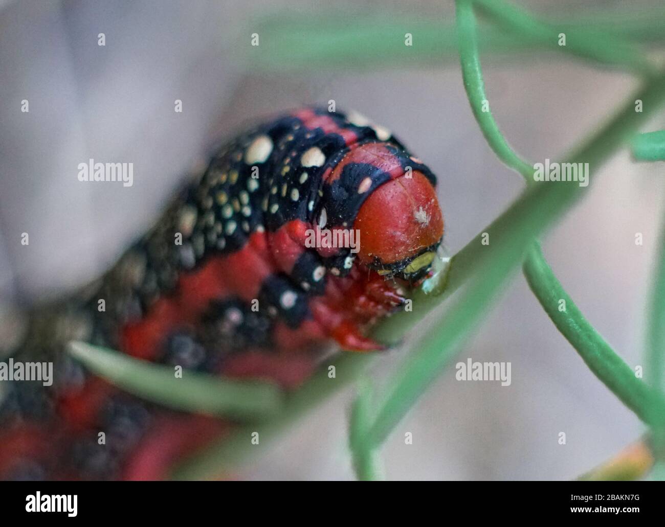 Makroschuss einer roten Raupe eines Spurren-Falken-Motten (Hyles euphorbiae) Stockfoto