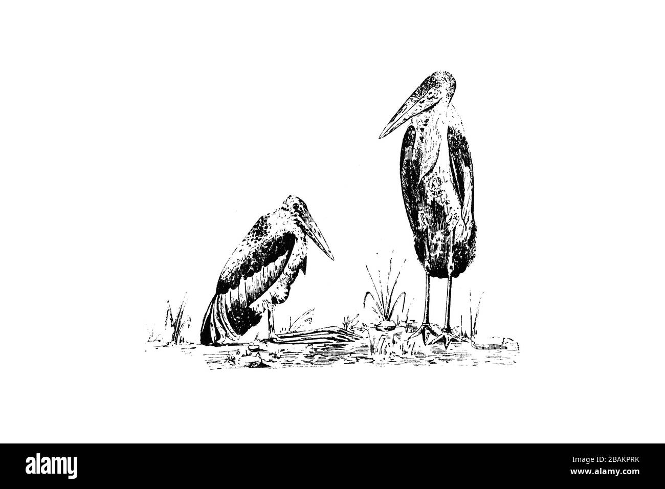 MARABOU STORK (Leptoptilos crumeniferus) - gravierte Abbildung von Vintage, Vj Stockfoto