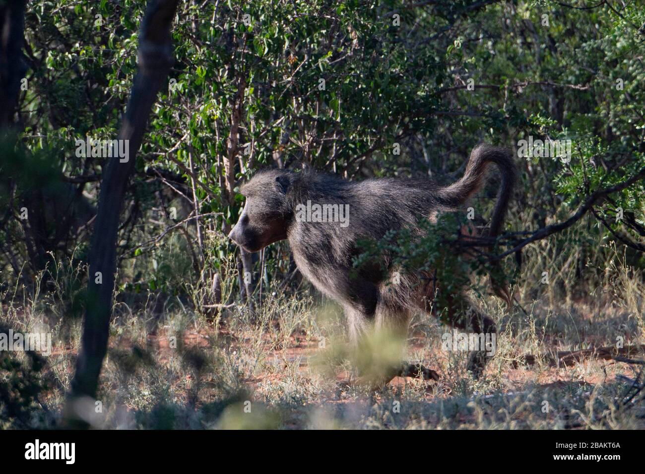 Szene eines afrikanischen Pavions, der in den Büschen läuft. Stockfoto