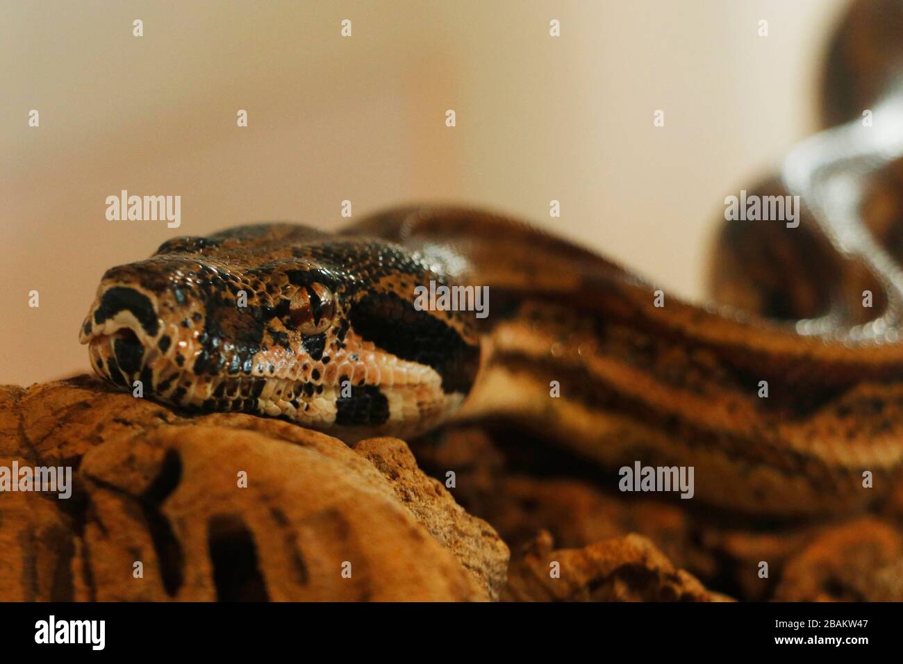 schlangenkopf aus python in Nahaufnahme Stockfoto