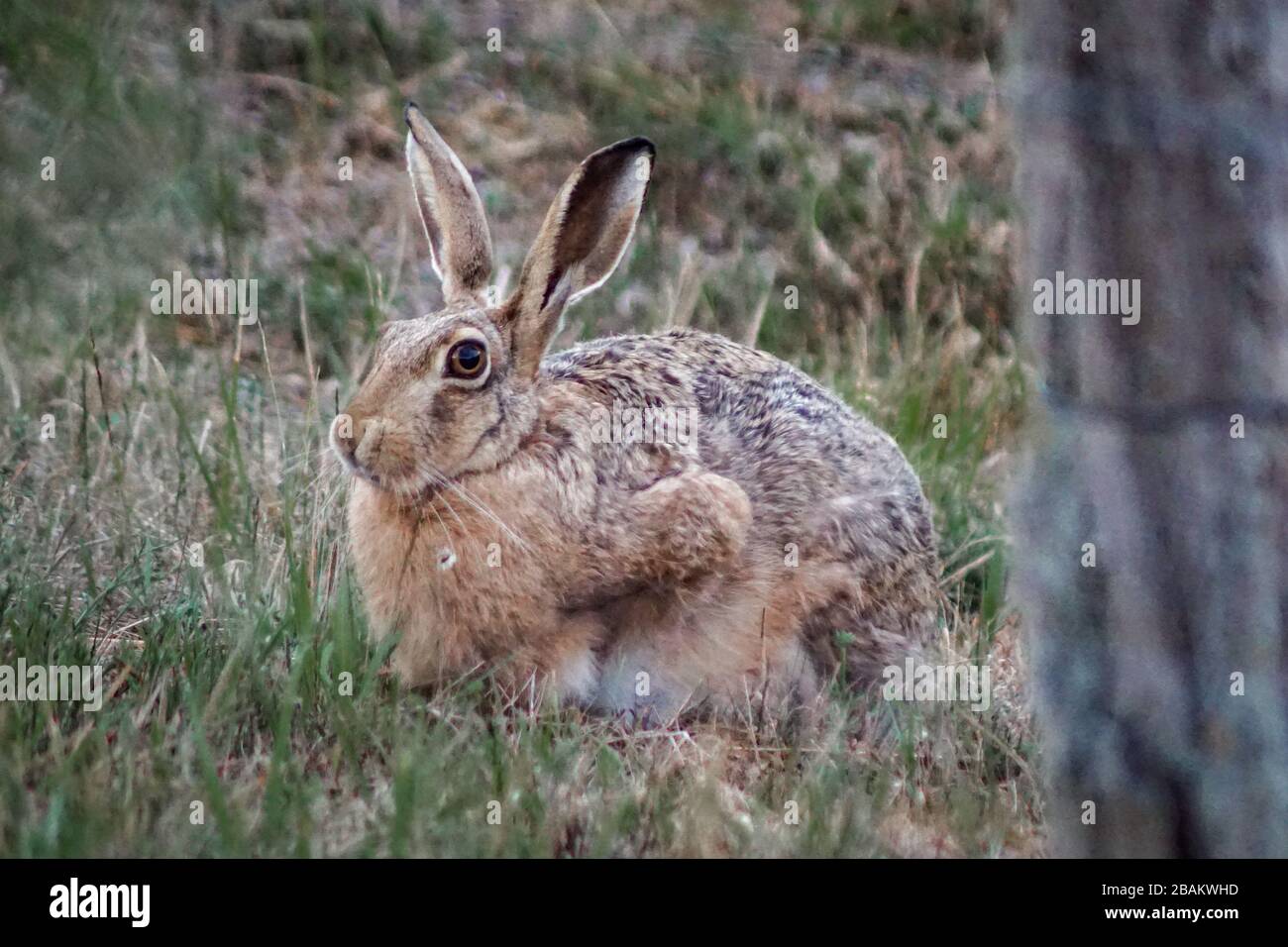 Nahaufnahme eines europäischen Hasen auf einem Gebiet Stockfoto