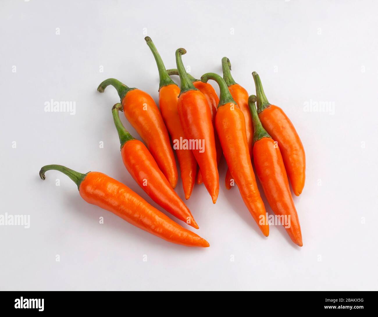 Bund Chilischoten, orangefarbene Farbe isoliert auf weißem Hintergrund Stockfoto