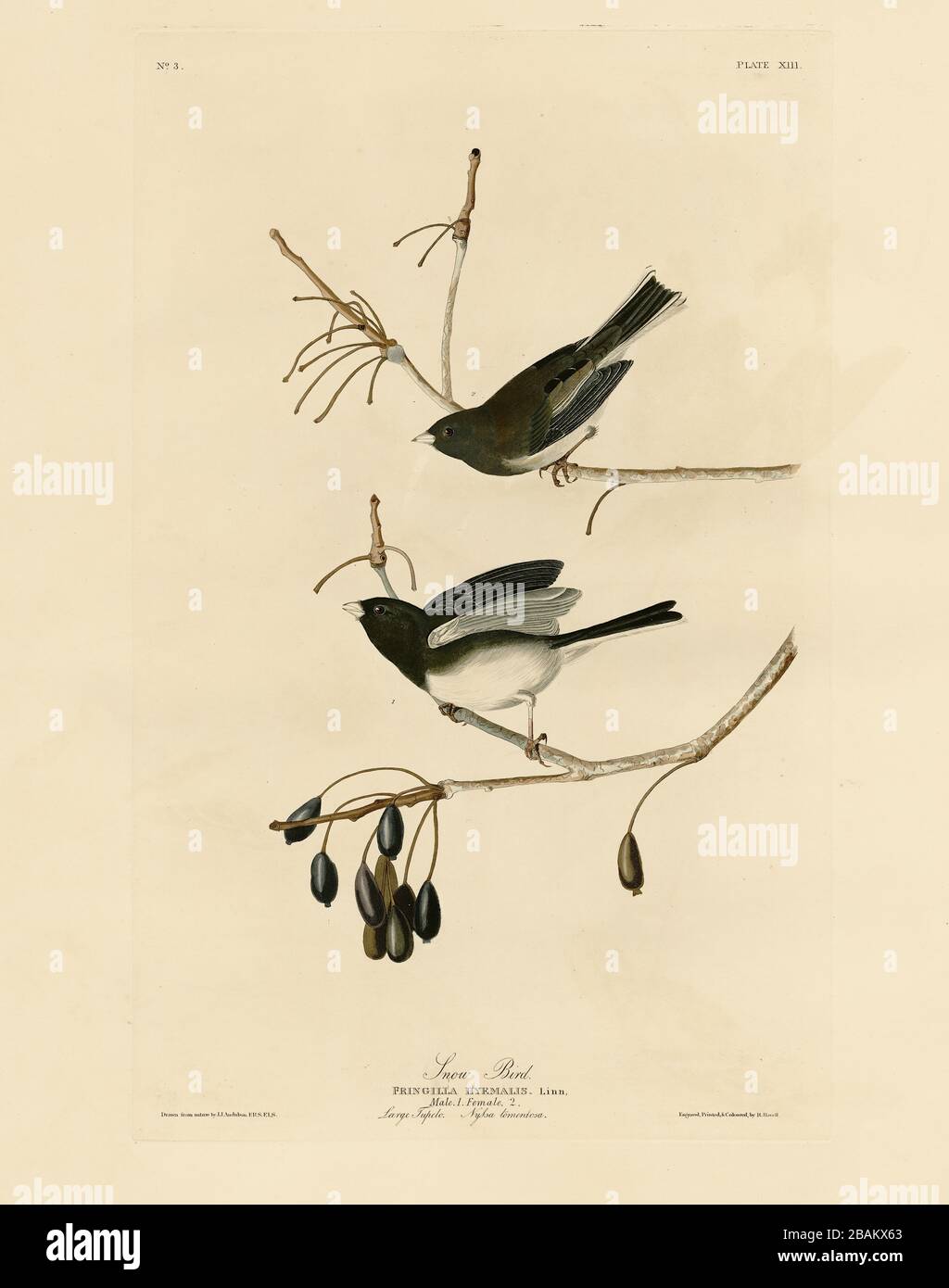 Platte 13 Snow Bird, aus dem Birds of America Folio (1827–1839) von John James Audubon - sehr hochauflösendes und qualitativ hochwertiges bearbeitetes Bild Stockfoto