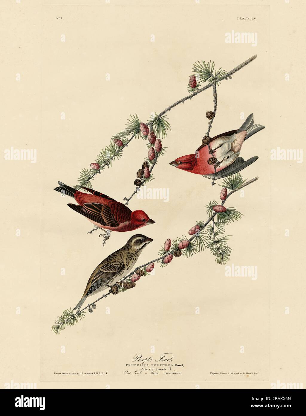 Platte 4 Purple Finch aus dem Birds of America Folio (1827–1839) von John James Audubon, sehr hochauflösende und hochwertig bearbeitete Bilder Stockfoto