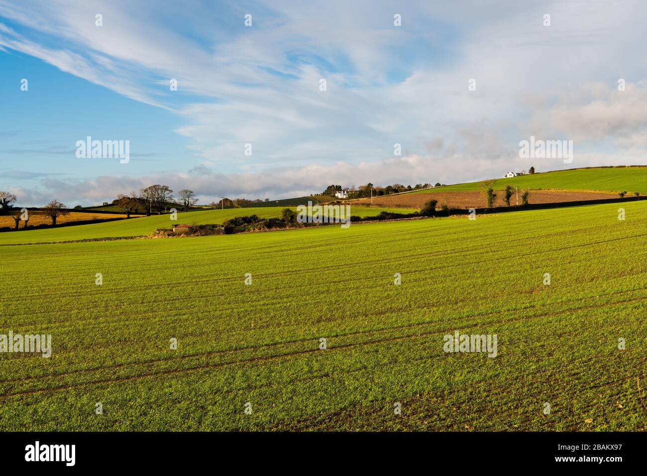 Landwirtschaftliche Landschaft mit Bauernhöfen, grünen Feldern und Hügeln im County Down, Nordirland Stockfoto