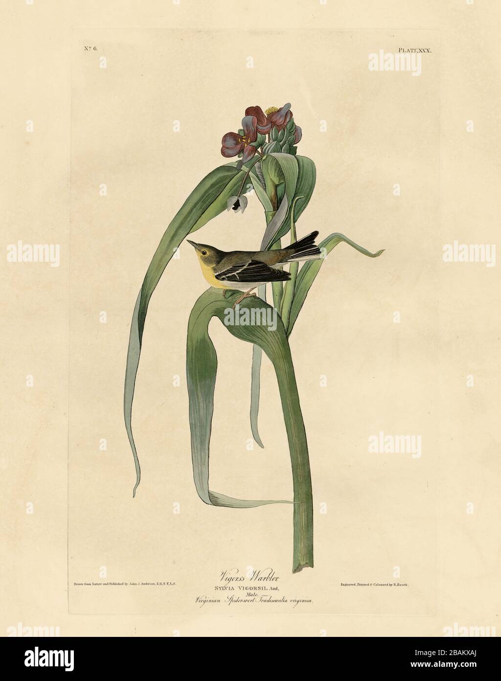 Platte 30 Vigors Warbler (Pine Warbler, Vigor's Warbler) The Birds of America Folio (1827–1839): John James Audubon, High Resolution and Quality Image Stockfoto