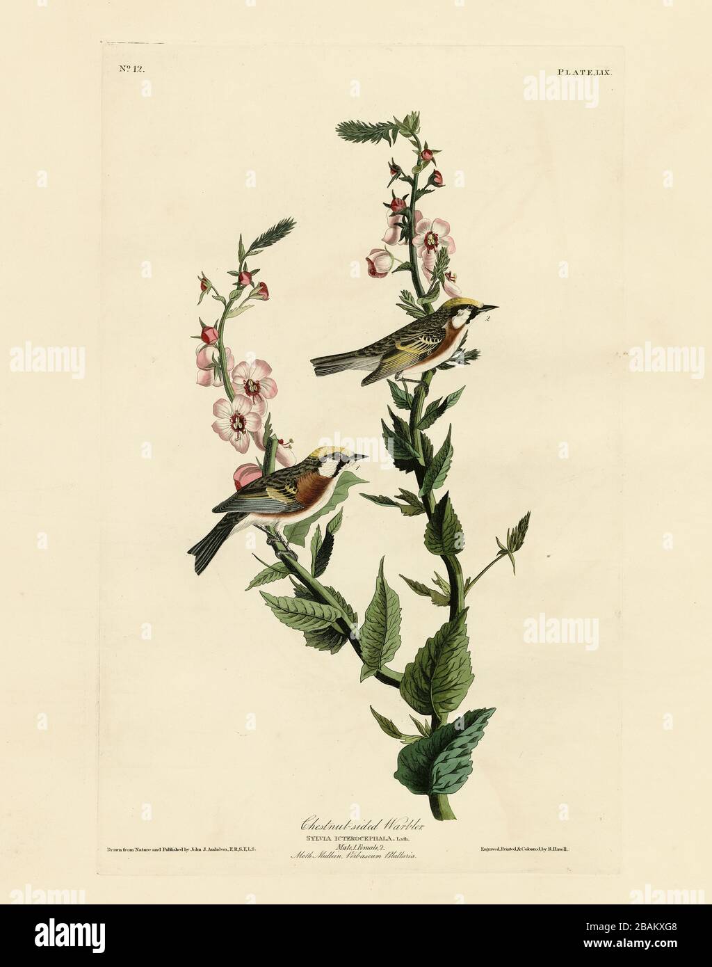 Platte 59 Chestnut-sided Warbler von The Birds of America Folio (18218-188) von John James Audubon - sehr hochauflösendes und qualitativ hochwertiges bearbeitetes Bild Stockfoto