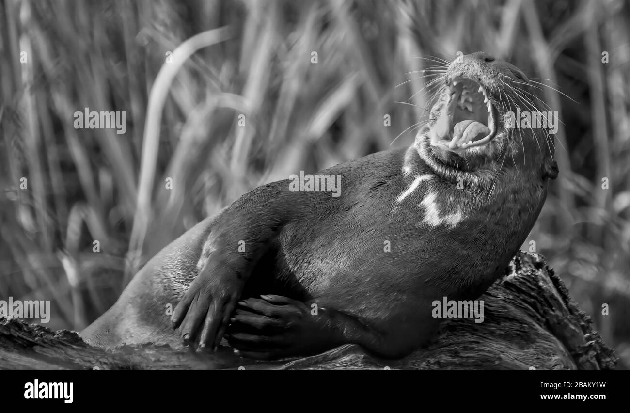 Giant River Otter Pteronura brasiliensis, gähnend mit geöffnetem Mund Stockfoto