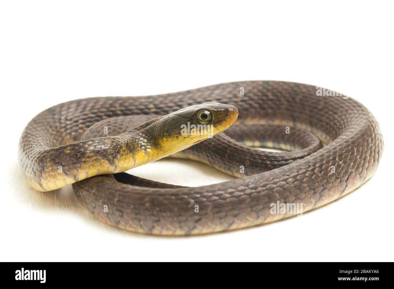 Wasserschlangendreieck Keelback (Xenochrophis trianguligerus) isoliert auf weißem Hintergrund Stockfoto