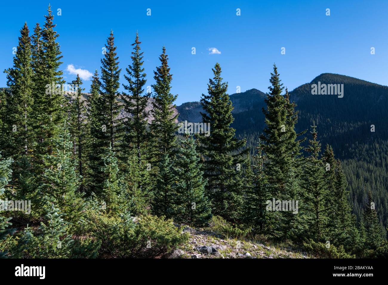 Fichten und Tannen und Berggipfel im Santa Fe National Forest im Norden von New Mexico Stockfoto