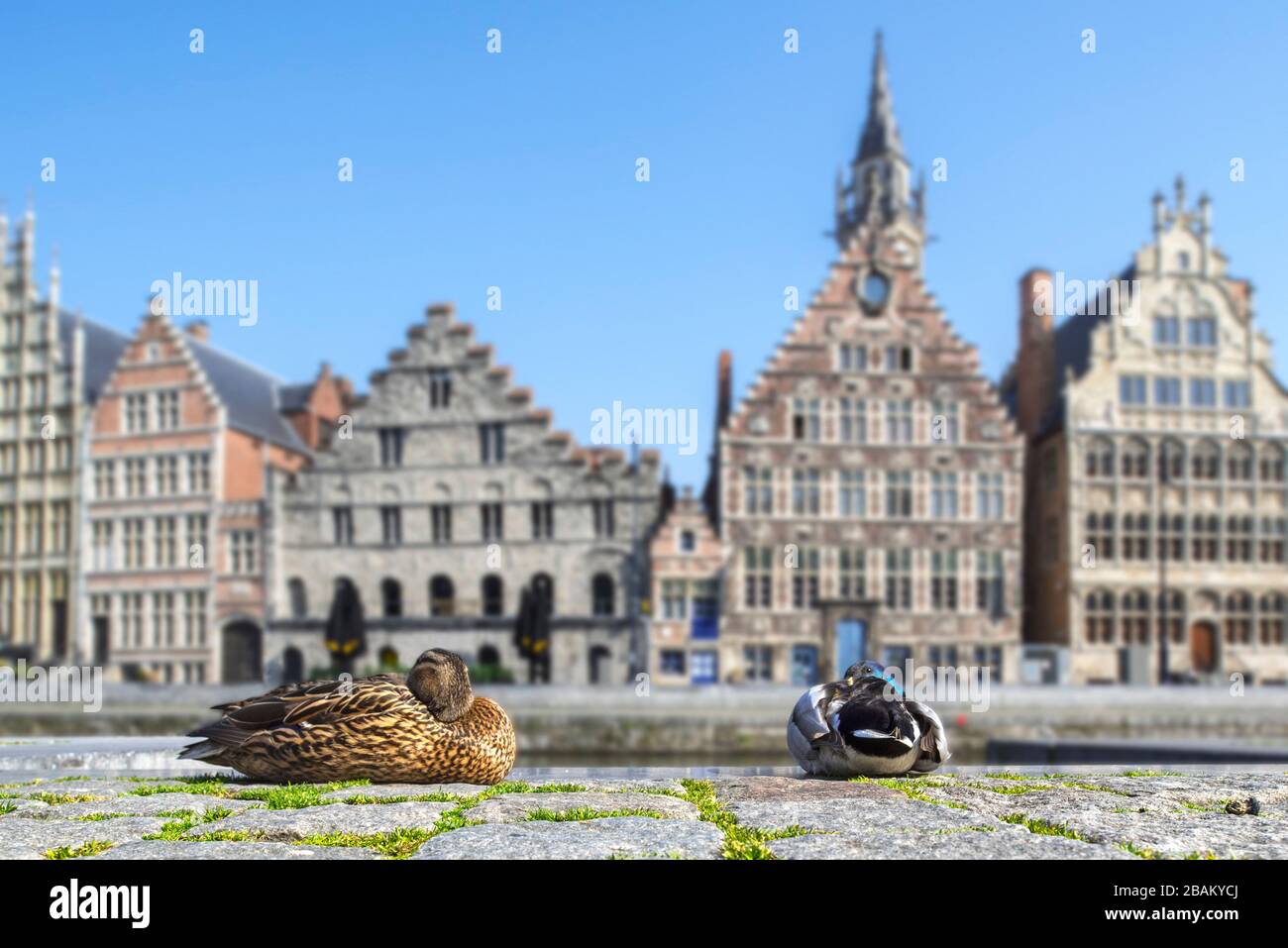 Wildes Entenpaar, das sich aufgrund der COVID-19 von 2020 / Coronavirus / Corona-Virus-Pandemie in Ostflandern, Belgien, in der menschenleeren flämischen Stadt Gent ausruht Stockfoto