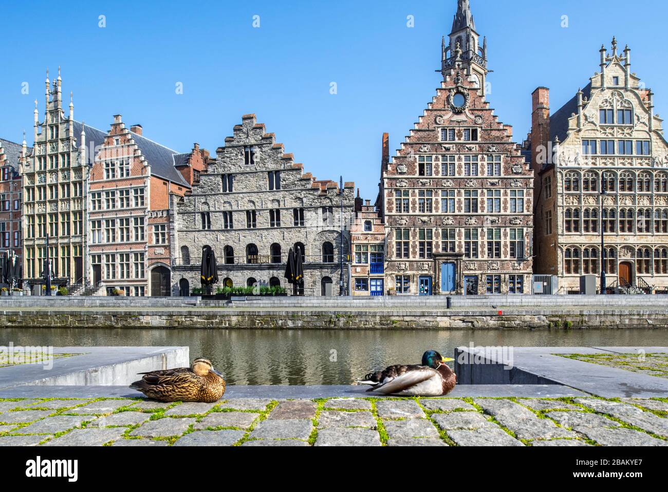 Wildes Entenpaar, das sich aufgrund der COVID-19 von 2020 / Coronavirus / Corona-Virus-Pandemie in Ostflandern, Belgien, in der menschenleeren flämischen Stadt Gent ausruht Stockfoto