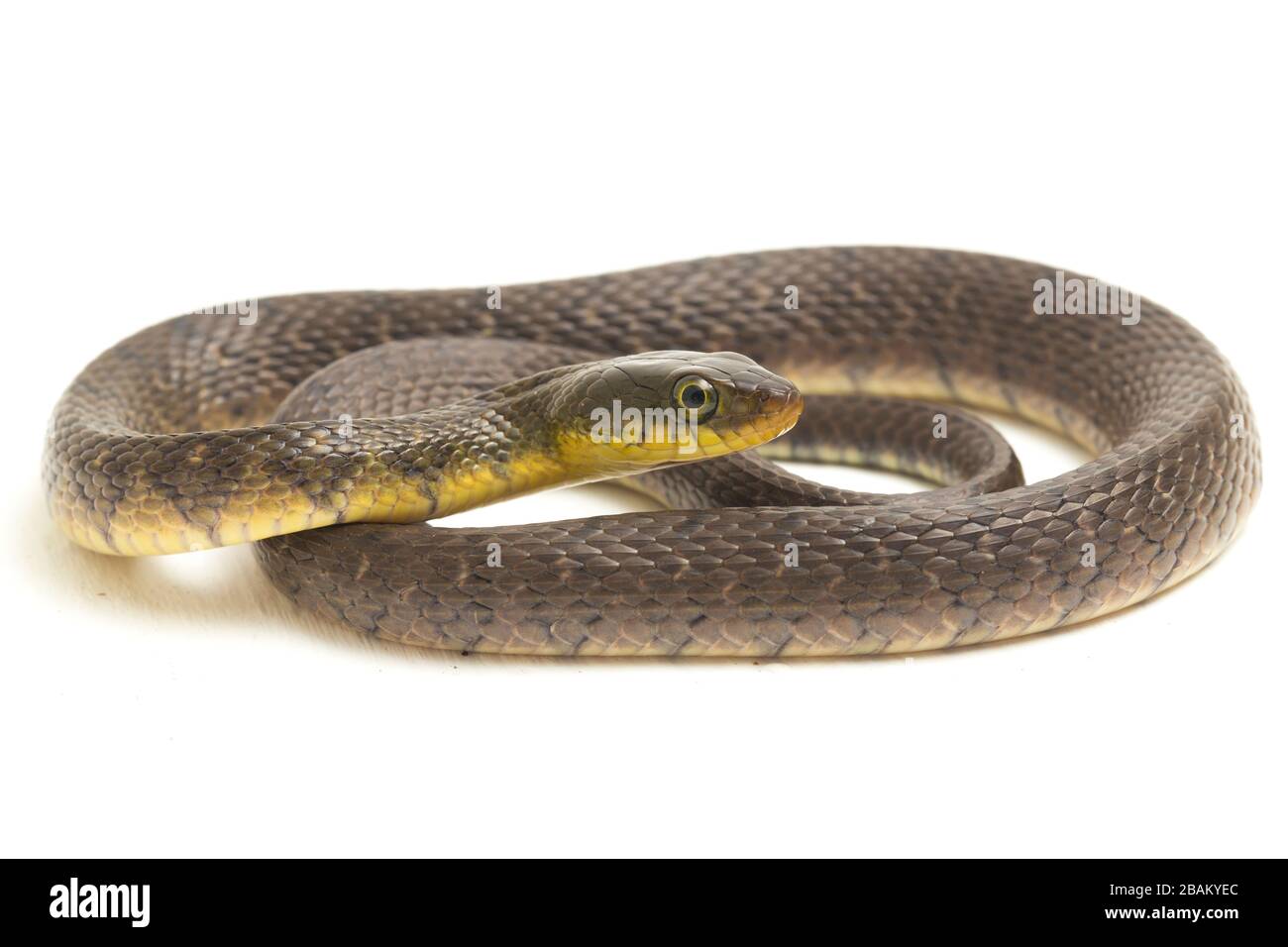 Wasserschlangendreieck Keelback (Xenochrophis trianguligerus) isoliert auf weißem Hintergrund Stockfoto