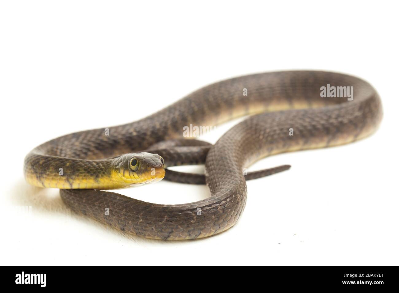 Wasserschlangendreieck Keelback (Xenochrophis trianguligerus) isoliert auf weißem Hintergrund Stockfoto