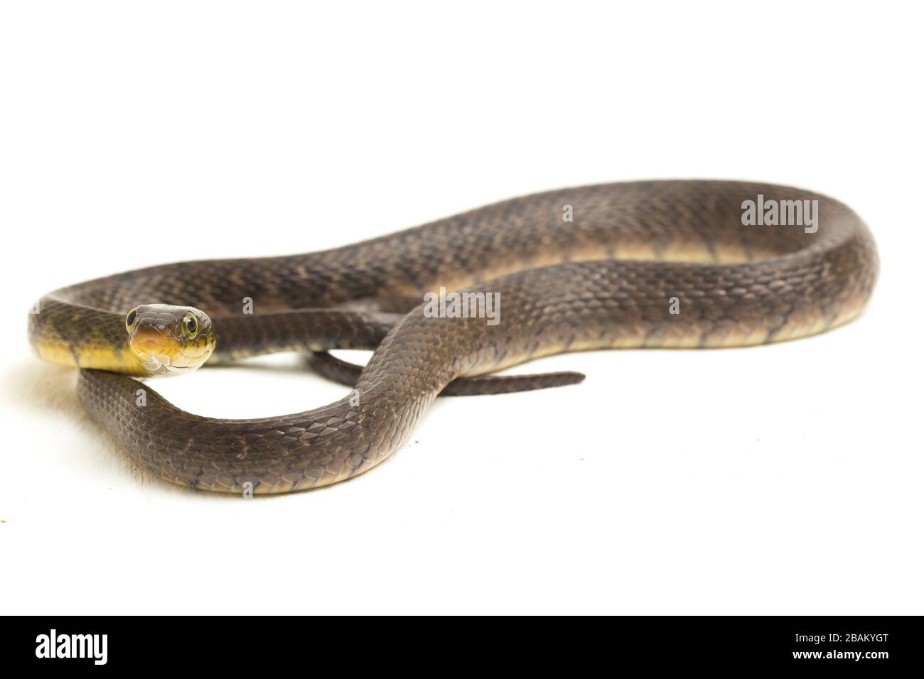 Wasserschlangendreieck Keelback (Xenochrophis trianguligerus) isoliert auf weißem Hintergrund Stockfoto