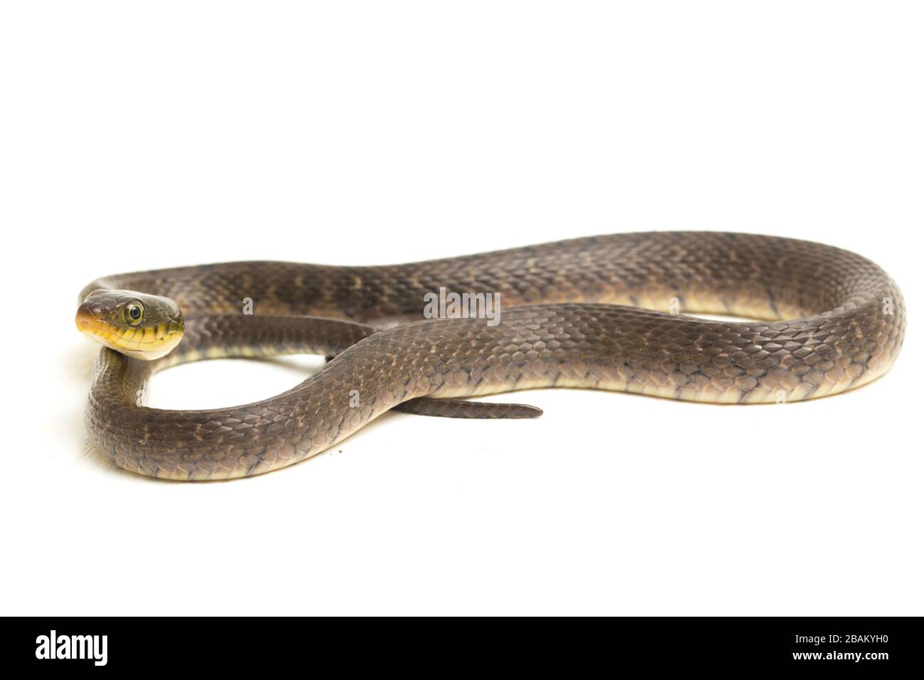 Wasserschlangendreieck Keelback (Xenochrophis trianguligerus) isoliert auf weißem Hintergrund Stockfoto