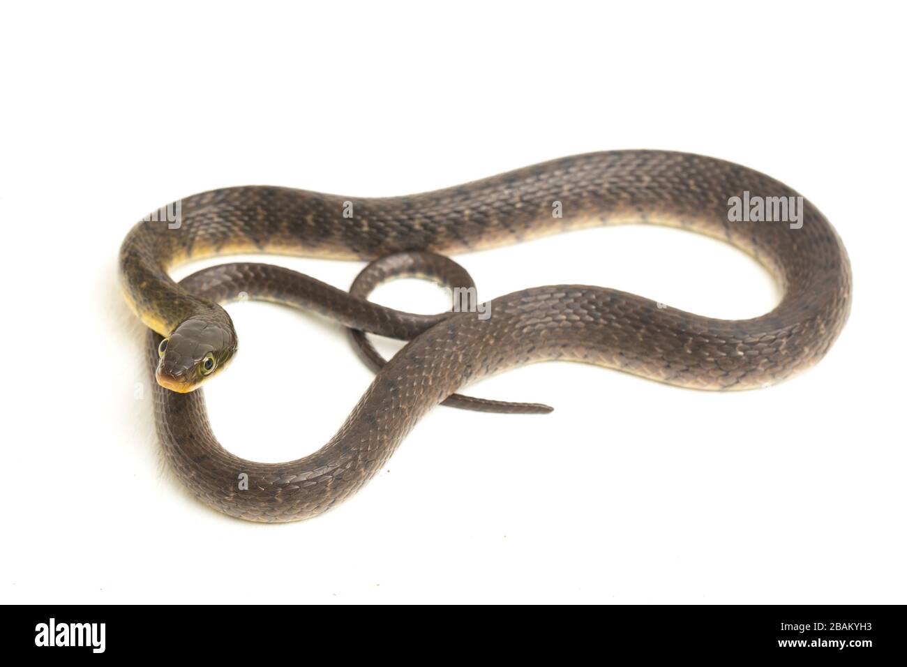Wasserschlangendreieck Keelback (Xenochrophis trianguligerus) isoliert auf weißem Hintergrund Stockfoto