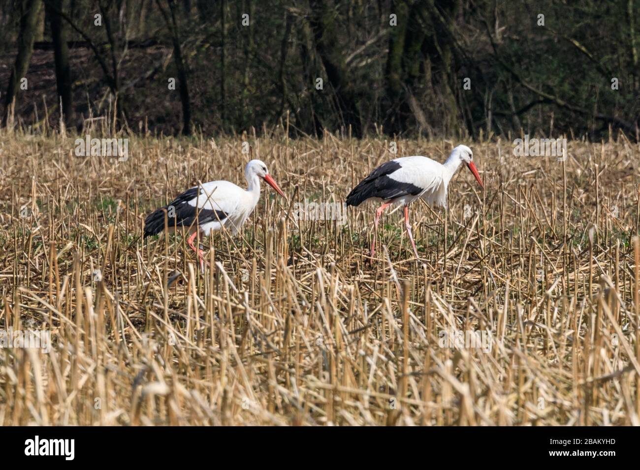 Sythen, NRW, Deutschland. März 2020. Wilde Weißstörche deuten auf einen ersten Blick auf den Frühling hin, als sie in ihre Sommerquartiere in der Nähe von Sythen in der Landschaft Munsterland bei schönem Sonnenschein zurückkehren. Mehrere Paare des seltenen großen Zugvogels sind jedes Jahr aus Afrika und Spanien zurückgekehrt, um ihre Jungen in der Gegend zu nisten und aufzubringen. Kredit: Imageplotter/Alamy Live News Stockfoto