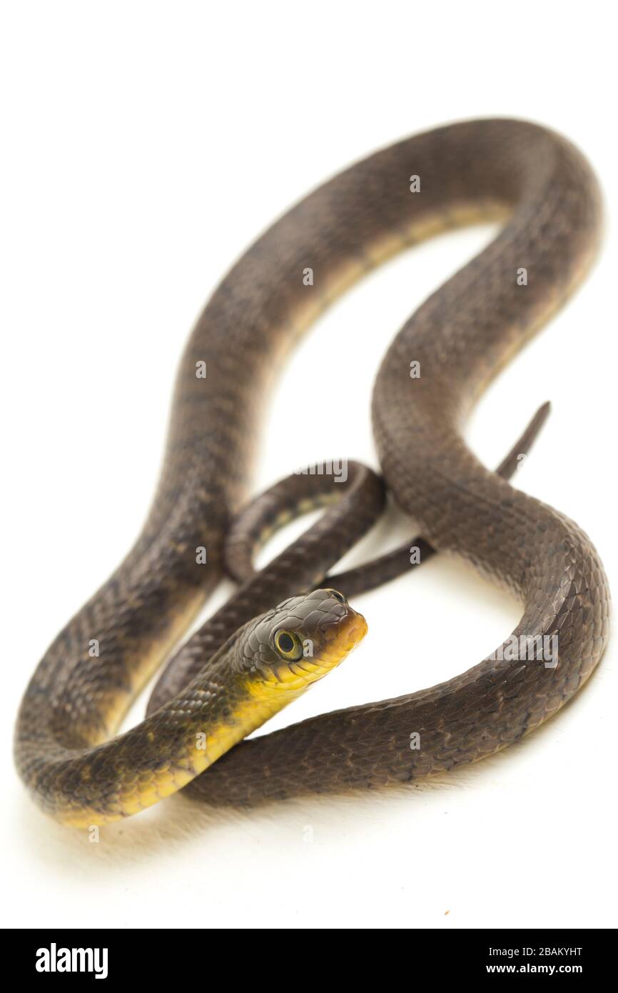 Wasserschlangendreieck Keelback (Xenochrophis trianguligerus) isoliert auf weißem Hintergrund Stockfoto