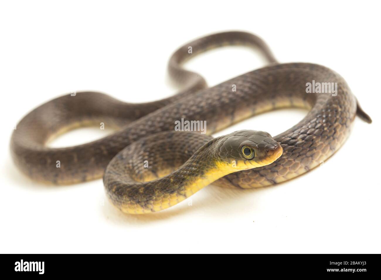 Wasserschlangendreieck Keelback (Xenochrophis trianguligerus) isoliert auf weißem Hintergrund Stockfoto