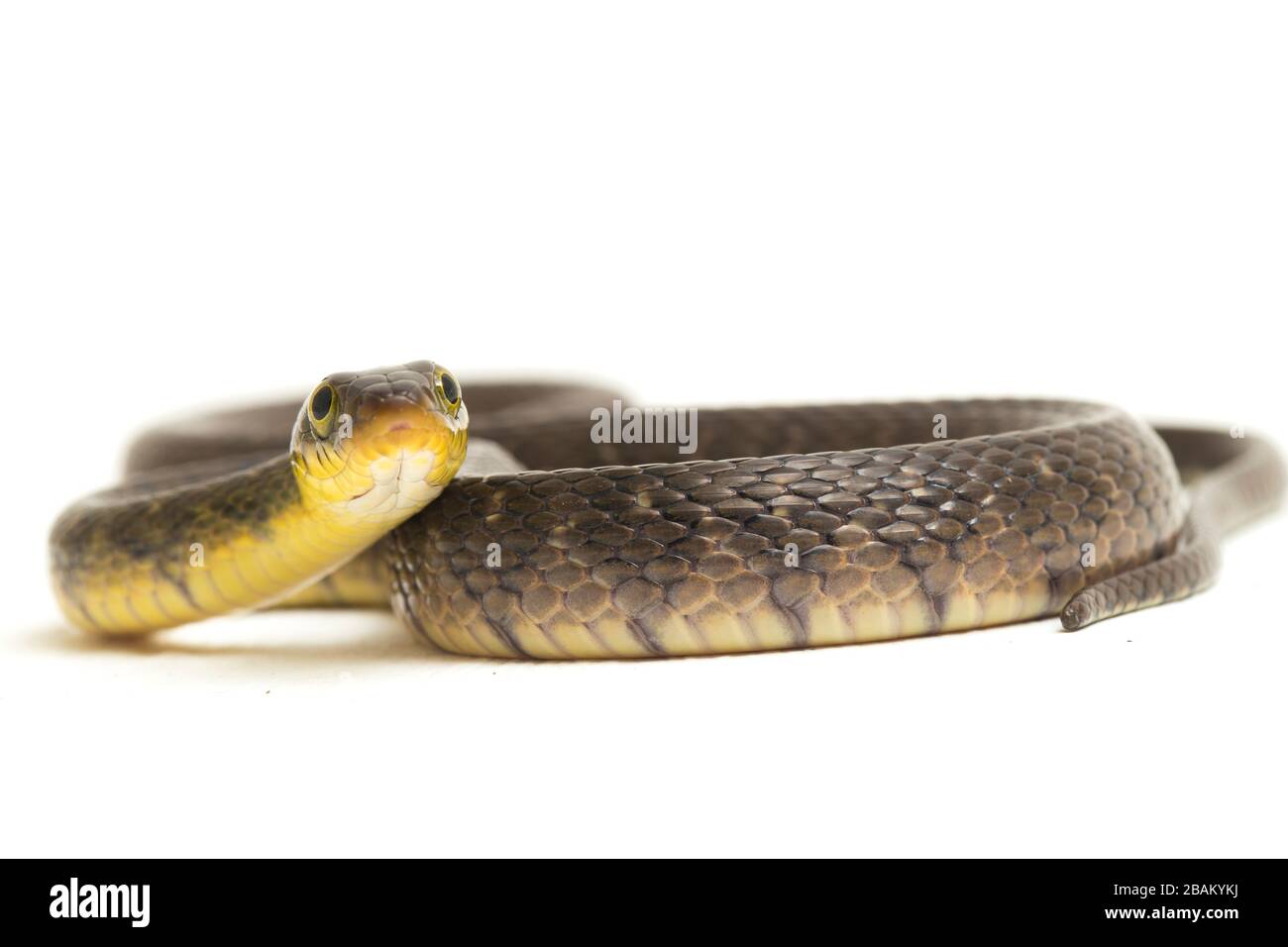 Wasserschlangendreieck Keelback (Xenochrophis trianguligerus) isoliert auf weißem Hintergrund Stockfoto
