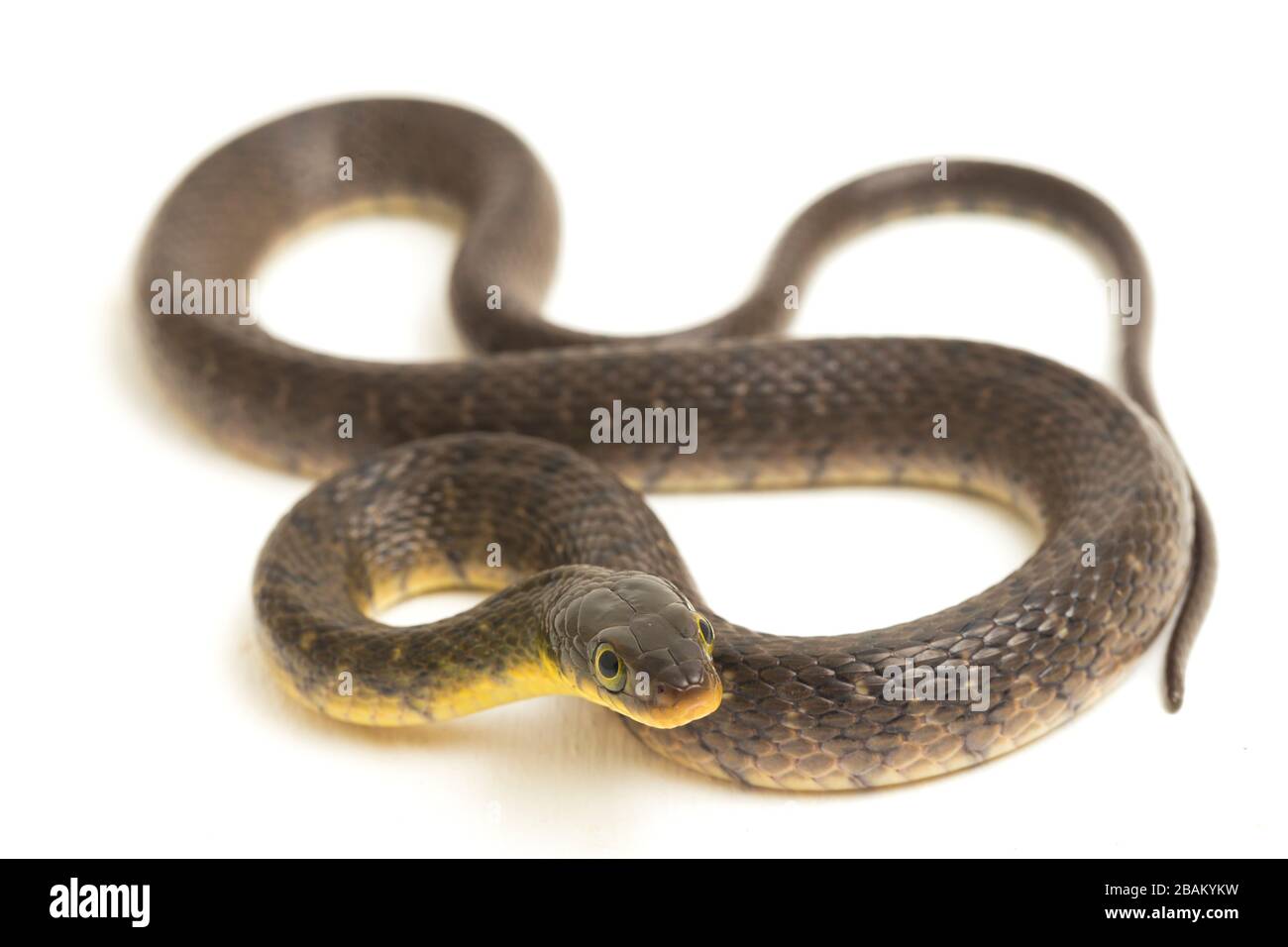 Wasserschlangendreieck Keelback (Xenochrophis trianguligerus) isoliert auf weißem Hintergrund Stockfoto