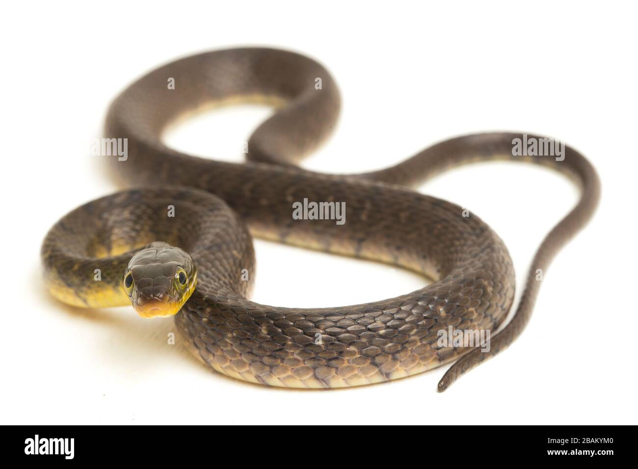Wasserschlangendreieck Keelback (Xenochrophis trianguligerus) isoliert auf weißem Hintergrund Stockfoto