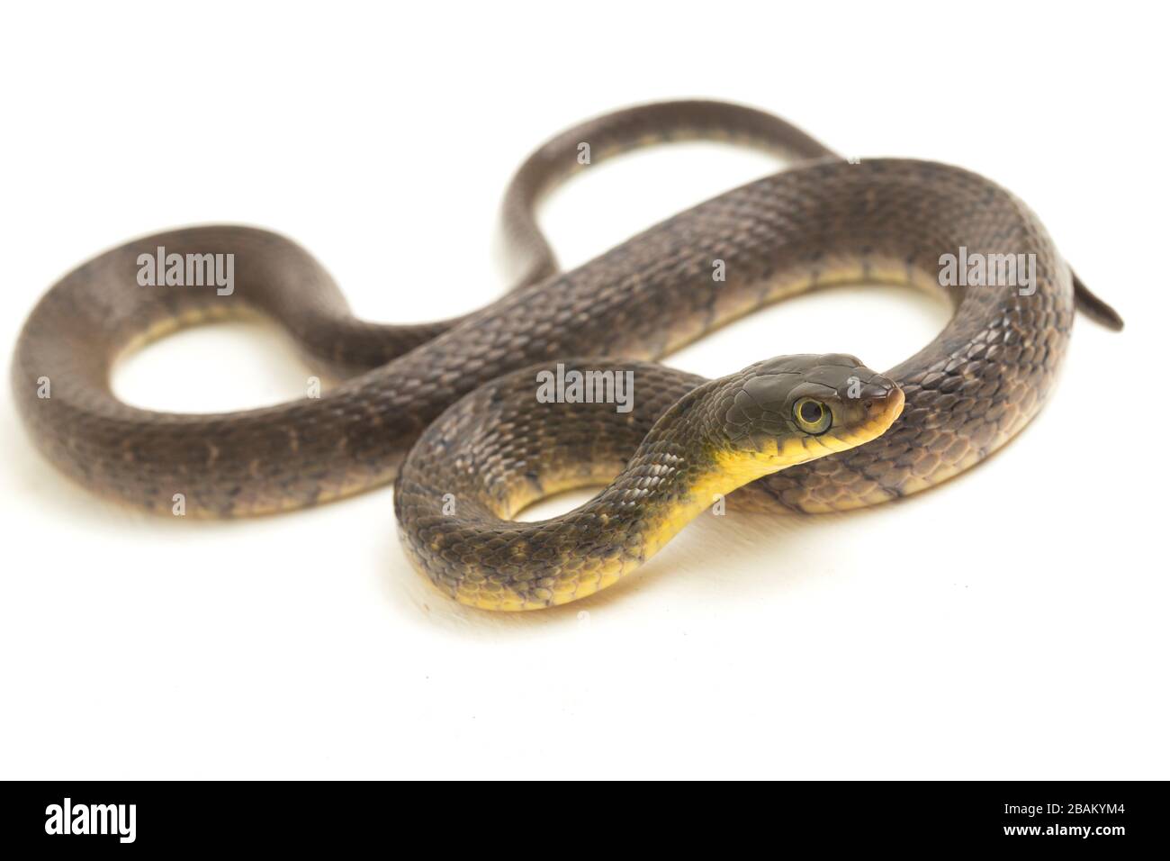 Wasserschlangendreieck Keelback (Xenochrophis trianguligerus) isoliert auf weißem Hintergrund Stockfoto