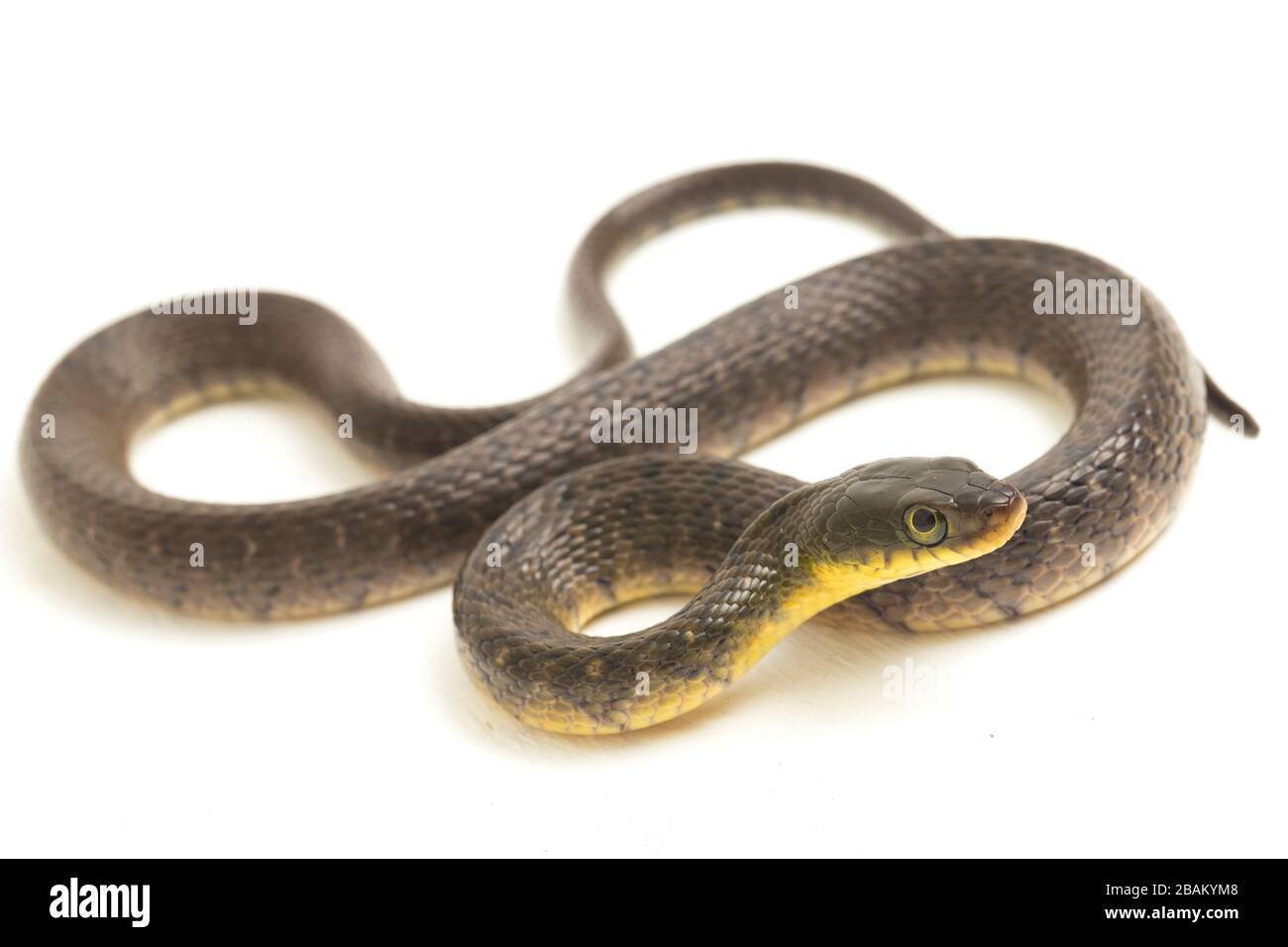 Wasserschlangendreieck Keelback (Xenochrophis trianguligerus) isoliert auf weißem Hintergrund Stockfoto
