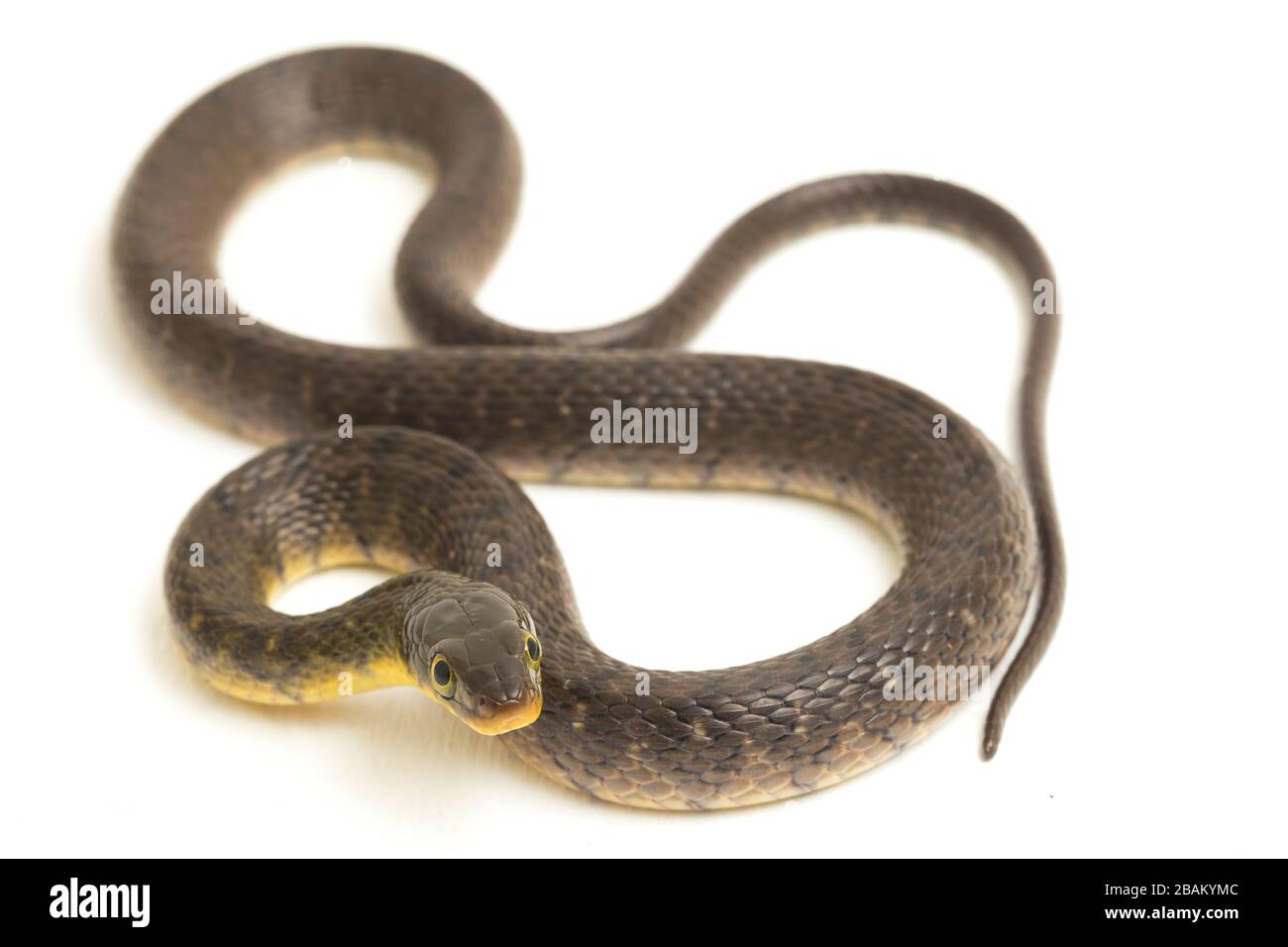 Wasserschlangendreieck Keelback (Xenochrophis trianguligerus) isoliert auf weißem Hintergrund Stockfoto
