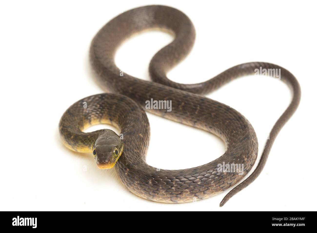 Wasserschlangendreieck Keelback (Xenochrophis trianguligerus) isoliert auf weißem Hintergrund Stockfoto