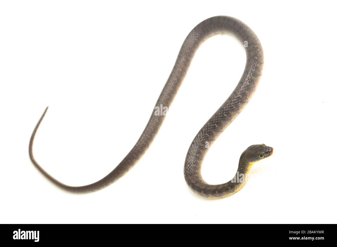 Wasserschlangendreieck Keelback (Xenochrophis trianguligerus) isoliert auf weißem Hintergrund Stockfoto