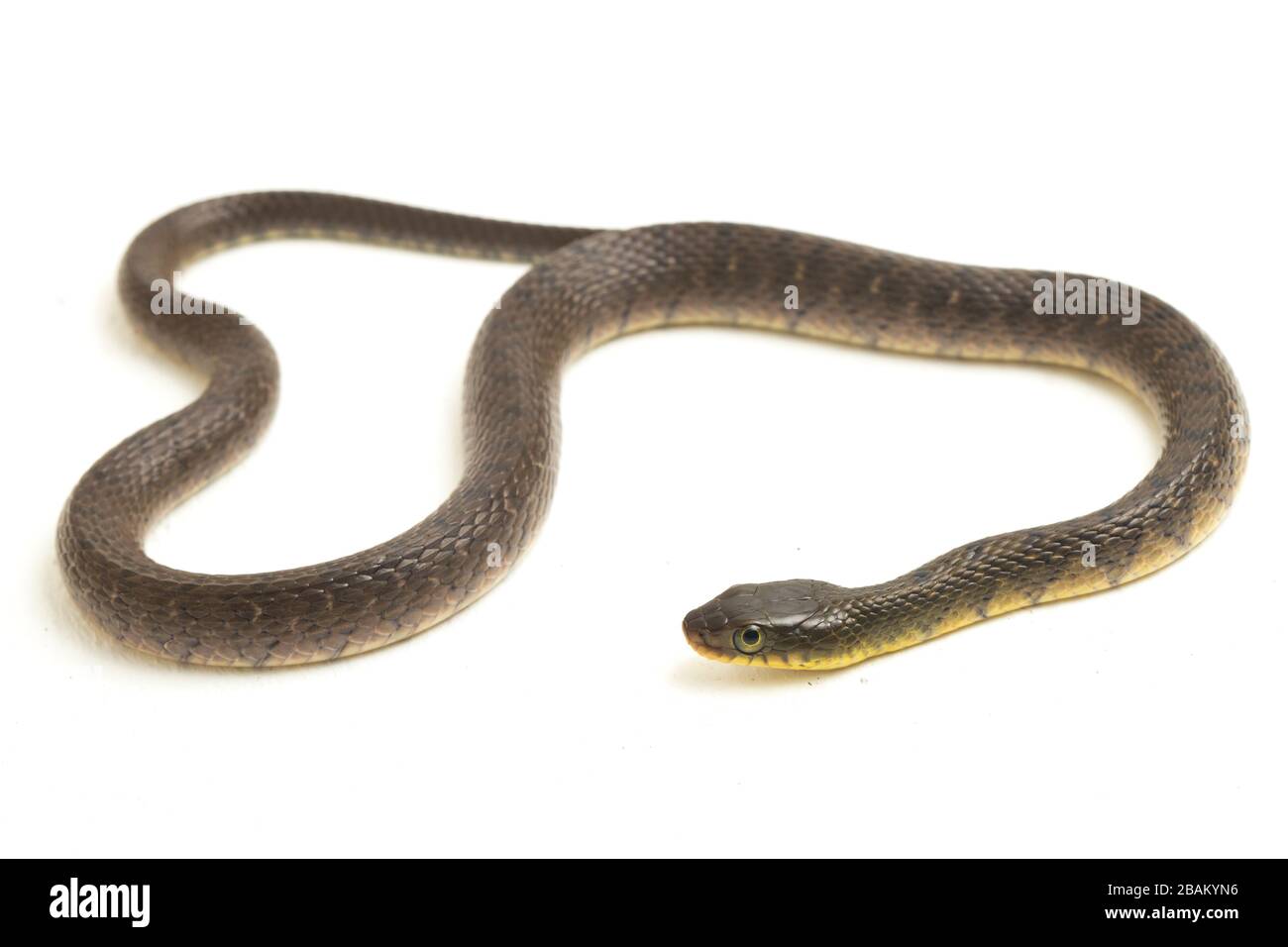 Wasserschlangendreieck Keelback (Xenochrophis trianguligerus) isoliert auf weißem Hintergrund Stockfoto