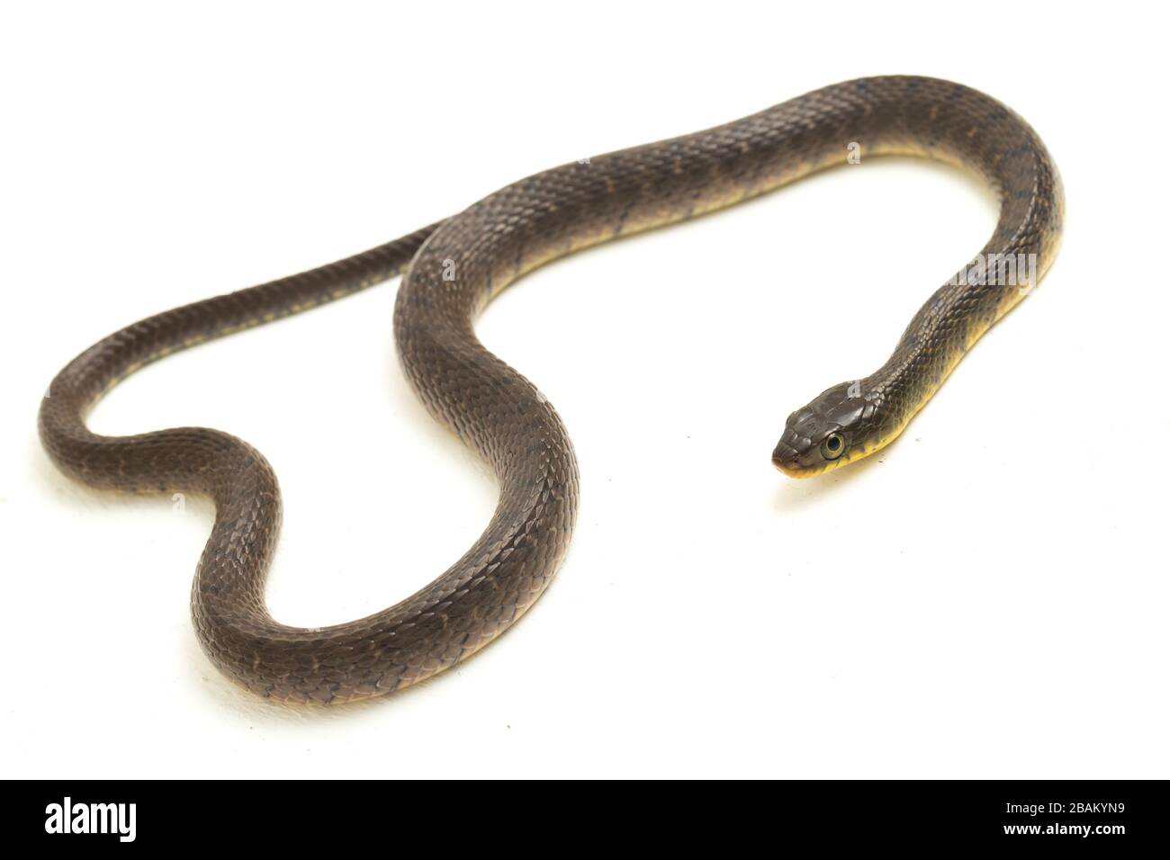 Wasserschlangendreieck Keelback (Xenochrophis trianguligerus) isoliert auf weißem Hintergrund Stockfoto