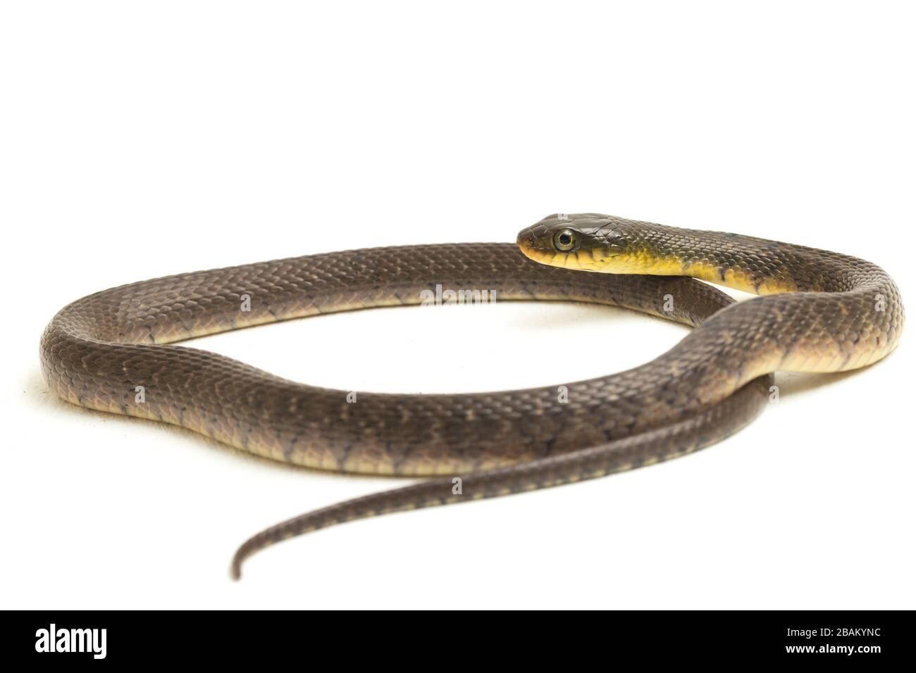 Wasserschlangendreieck Keelback (Xenochrophis trianguligerus) isoliert auf weißem Hintergrund Stockfoto