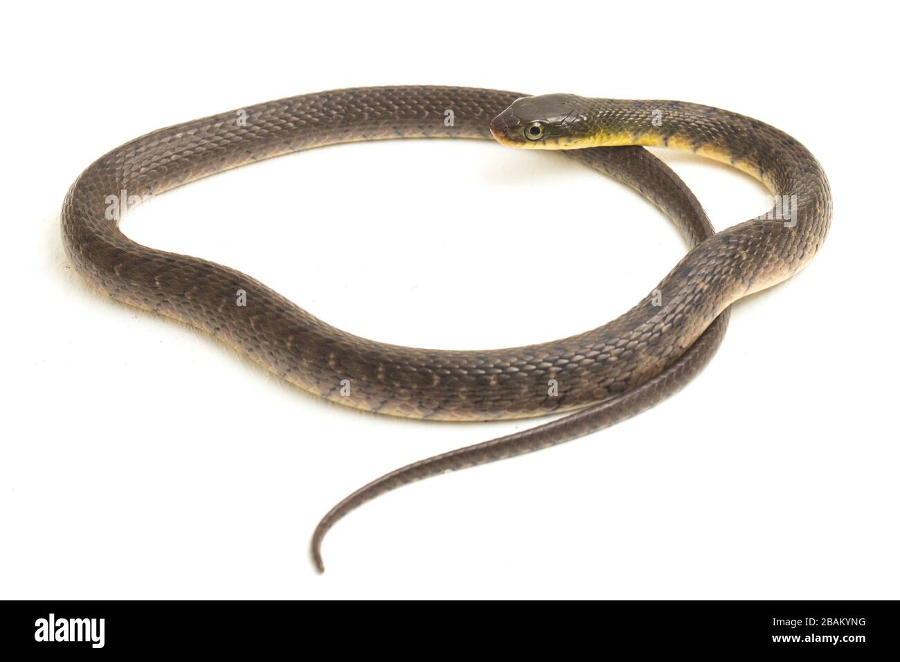 Wasserschlangendreieck Keelback (Xenochrophis trianguligerus) isoliert auf weißem Hintergrund Stockfoto